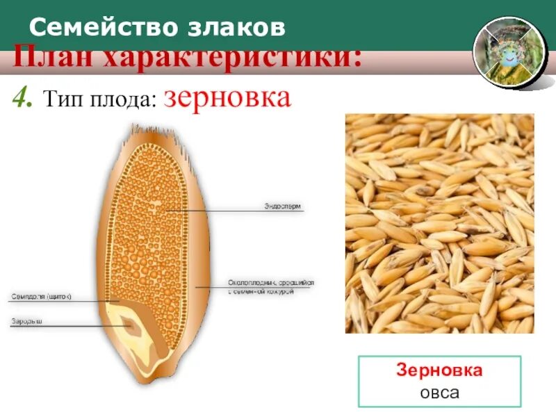 Плод кукурузы зерновка. Плод семянка и плод зерновка. Плод у растения пшеница зерновка. Тип плода пшеницы. Плод зерновка строение.