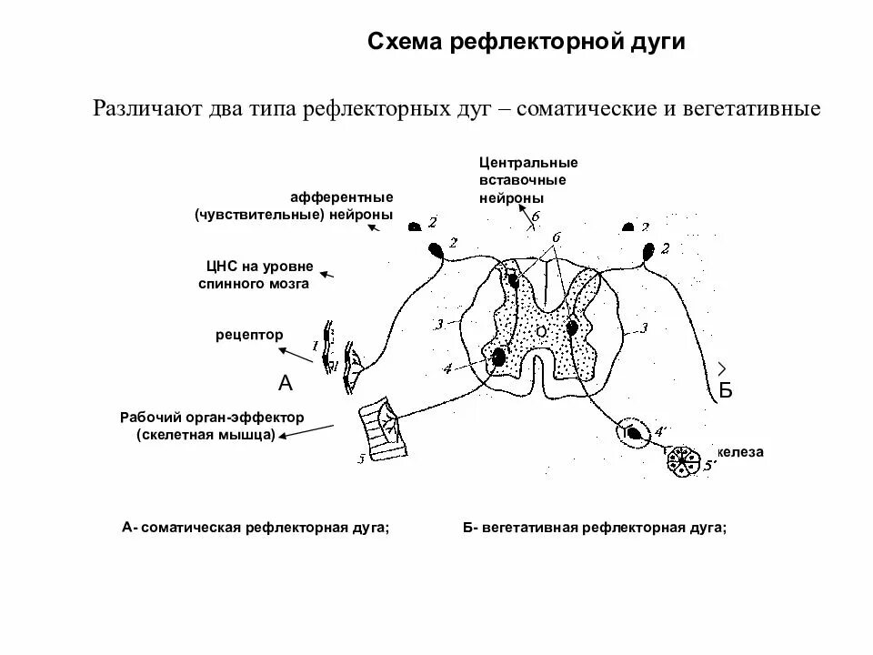 Рефлекторная дуга железы. Рефлекторная дуга парасимпатической нервной системы схема. схема рефлекторных дуг соматического рефлекса. схема рефлекса симпатической нервной системы. рефлекторная дуга парасимпатической нервной системы.