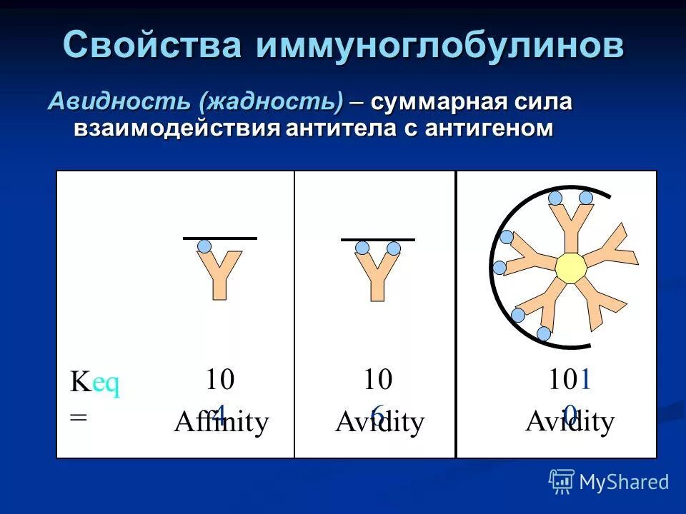 Синтез иммуноглобулинов