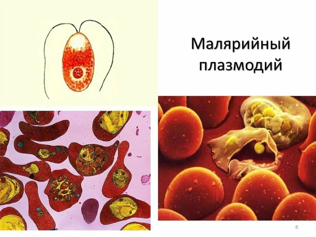 Малярийный плазмодий в кишечнике. Малярийный плазмодий шизогония мерозоиты. Малярийный плазмододий. Стадии малярийного плазмодия. Шизогония плазмодия.