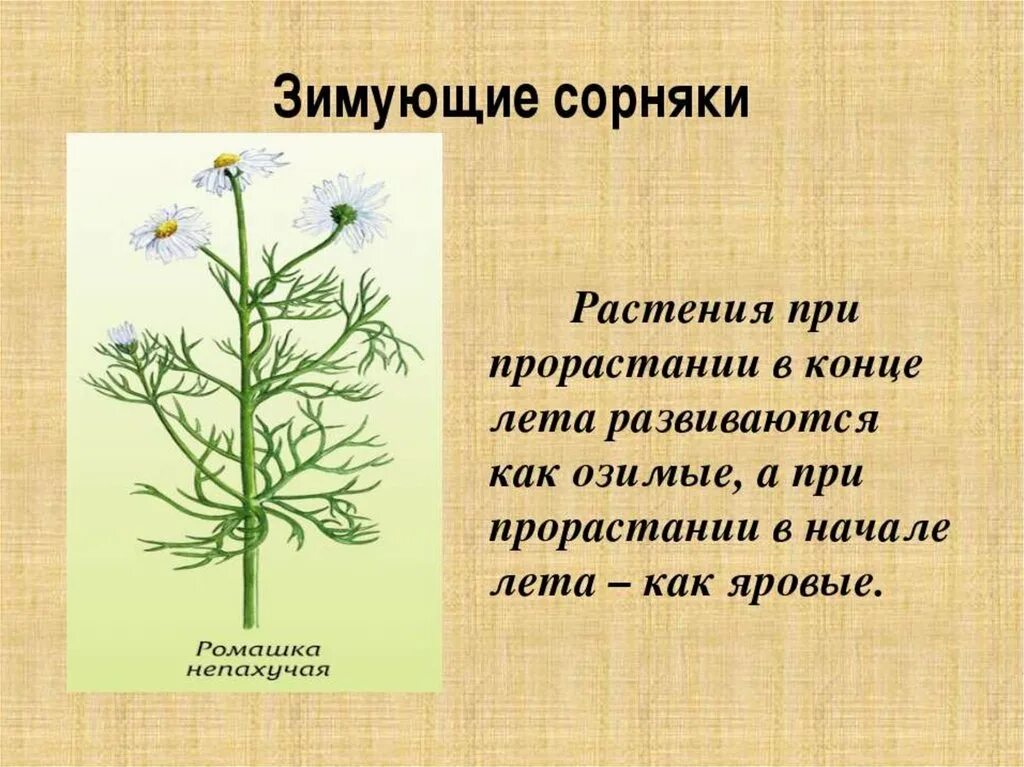 Как пишется сорняк. Сорные растения сорные растения. Зимующие сорняки. Сорные растения в поле. Разновидности сорняков.