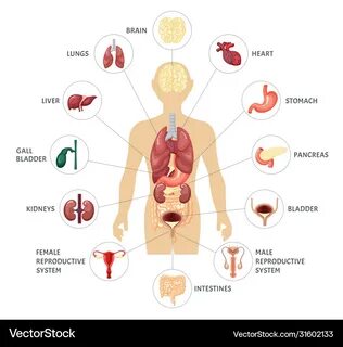 Human body internal organs infographics Royalty Free Vector