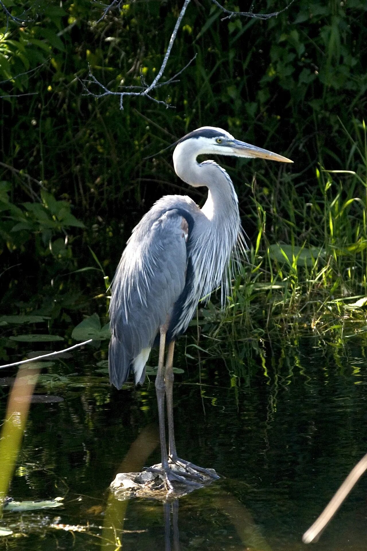 Цапля серая Болотная. Great Blue Heron птица. Птица серая цапля. Голубая Болотная цапля.