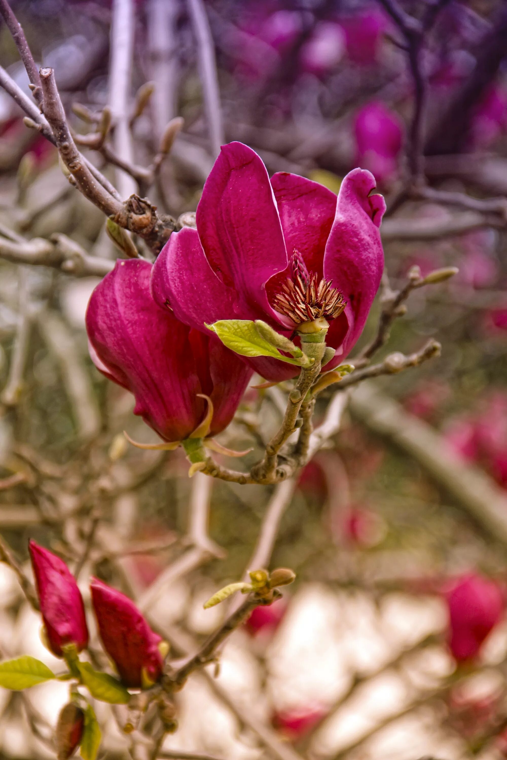 Tulip tree