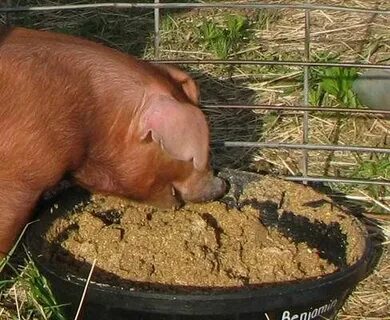Keeping pigs