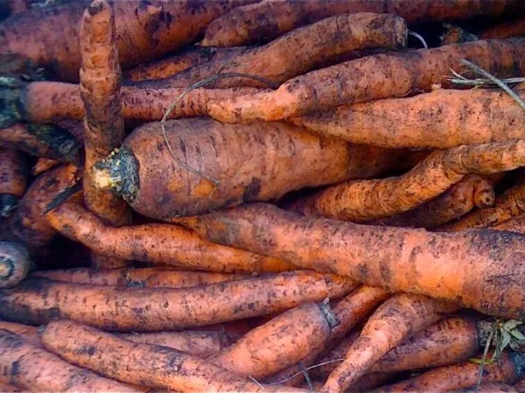 Немытые фрукты. Немытые овощи и фрукты. Грязные овощи. Ребенок ест овощи и фрукты. Девочка ест яблоко.