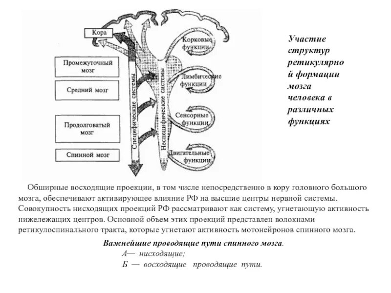 Классификация нисходящих путей спинного мозга. Схема нисходящих путей спинного мозга.. Типы проводящих путей спинного мозга. Схему восходящих путей спинного и головного мозга..