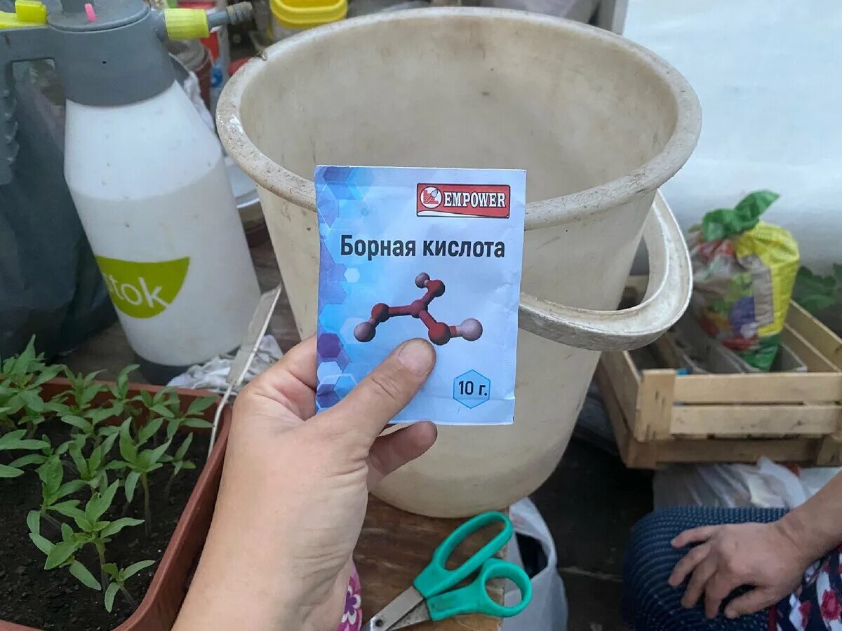 Бор для томатов опрыскивание. Борная кислота удобрение. борная кислота для томатов. борная кислота для помидоров томатов.