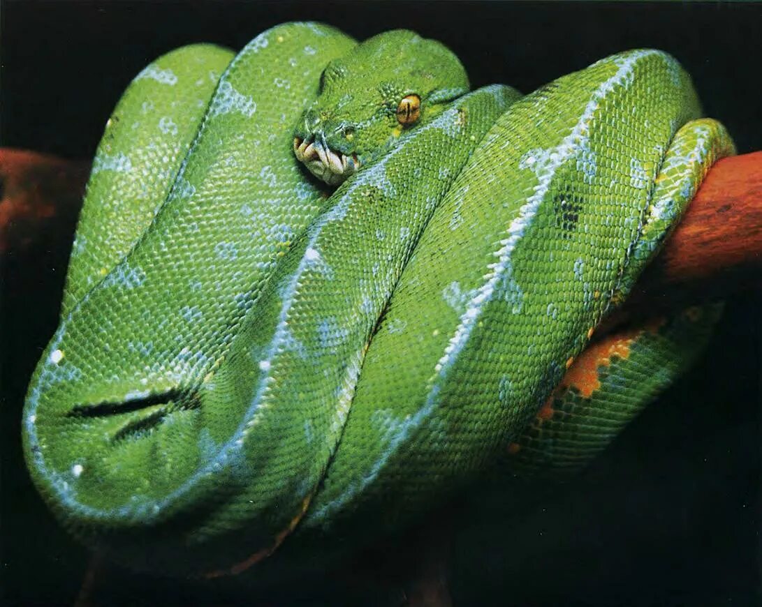 Собакоголовый удав. Собакоголовый удав. Собакоголовый удав. Собакоголовый удав и зеленый питон. Изумрудный древесный удав.