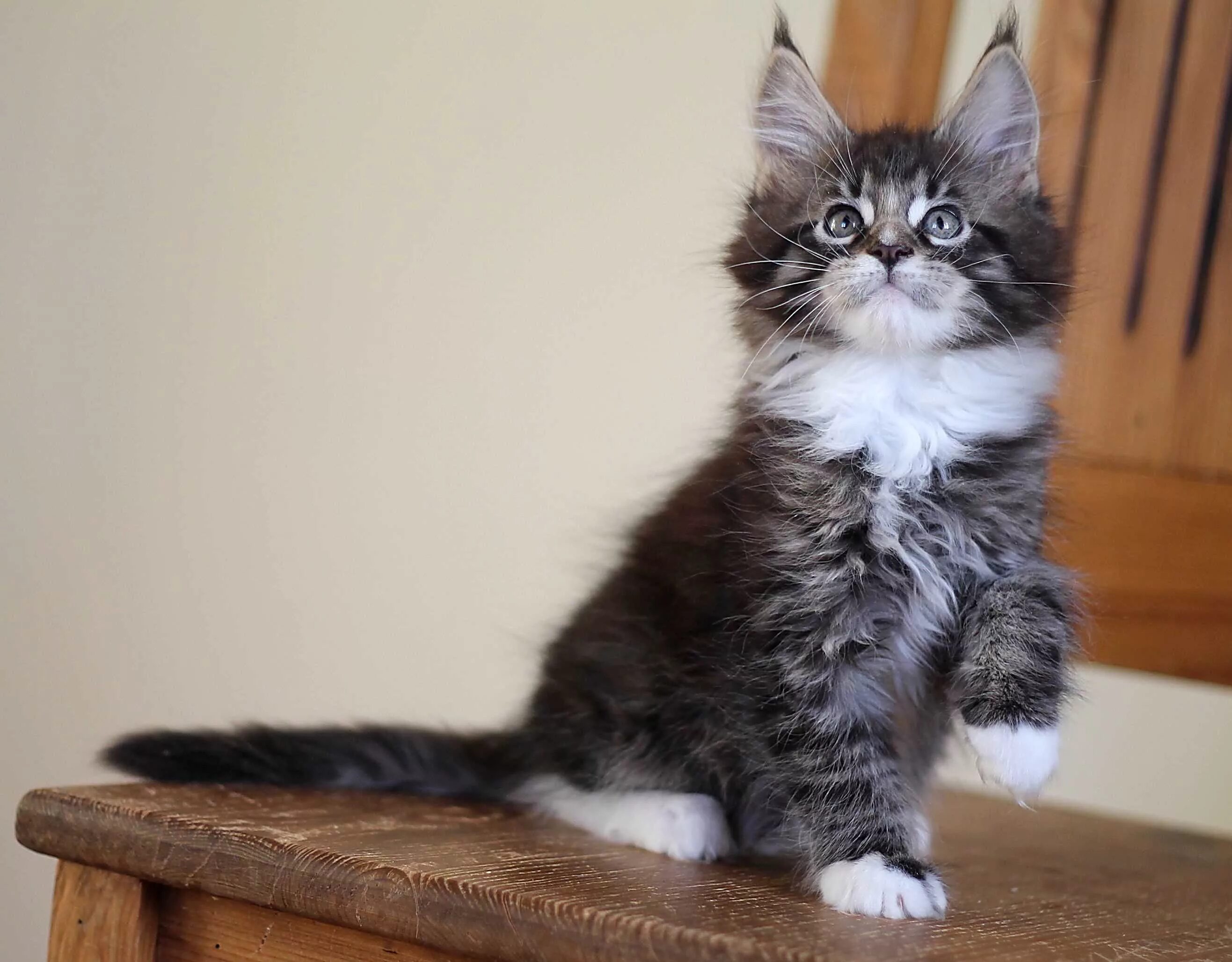 авито анапа котята мейн. котята мейн кун 4 недели фото. чистокровный котенок мейн кун. мейн кун котята 1 месяц лесного и голубого окраса. питомник кошек энигма самара.