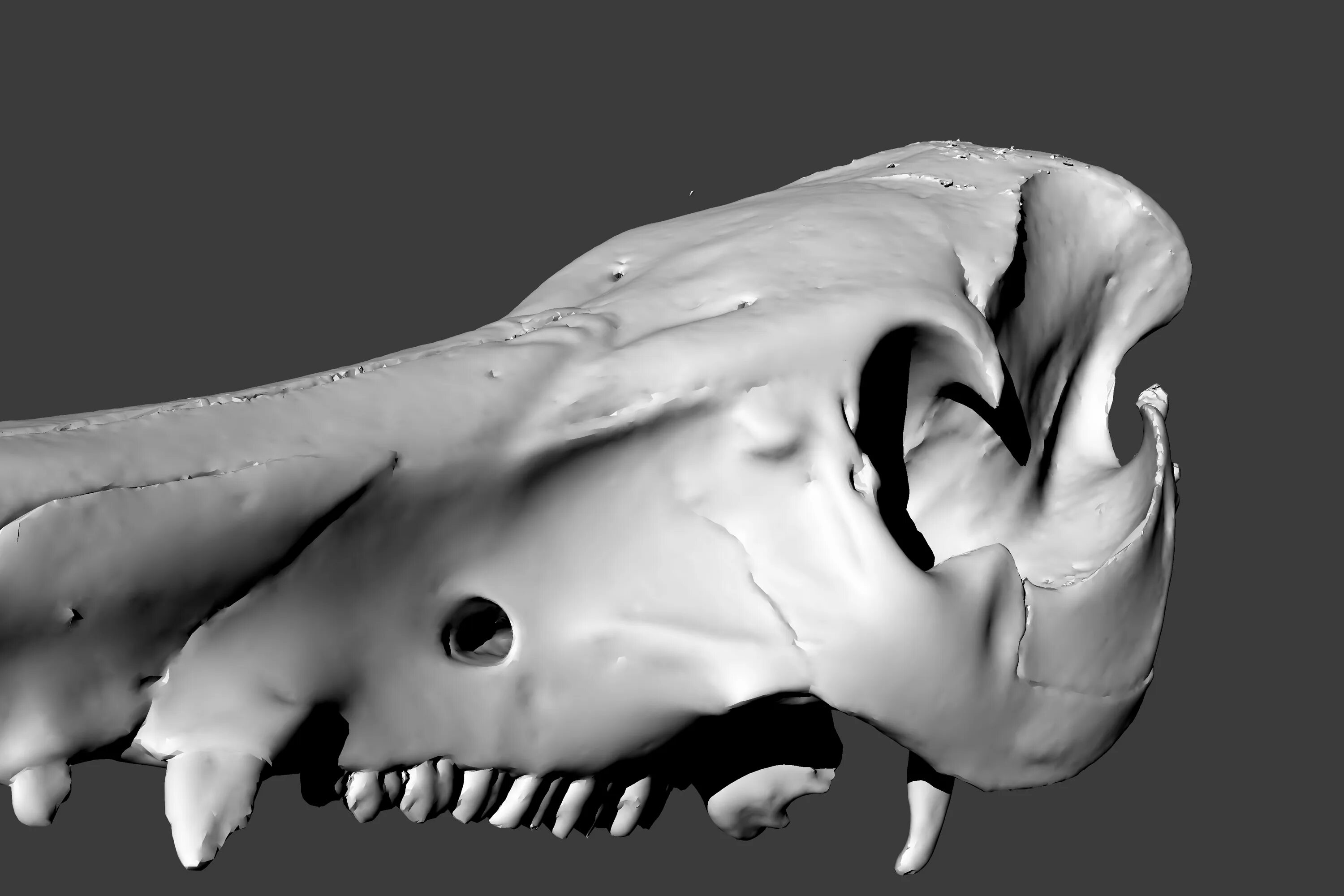 Scanned 3d model