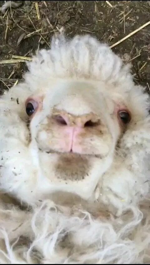 Кричащая овца. Кричащая овца. Бешеный козел. Кричащая овца. Коза орет.