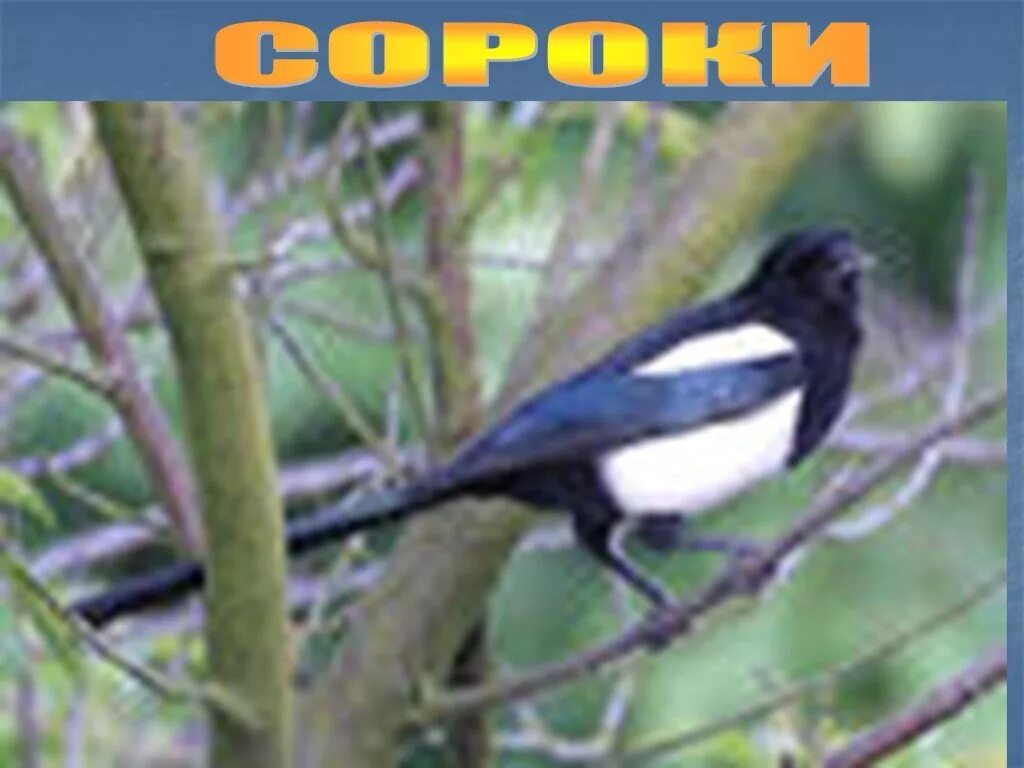 Сорок окружающий. Сорока птица. Описание сороки. Описание сороки. Доклад про сороку.