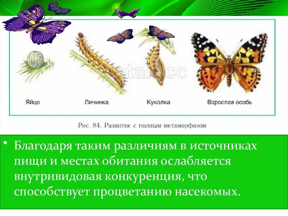 Как называется взрослая особь. Яйцо личинка взрослая особь. личинка куколка взрослая особь. яйцо личинка куколка взрослое. яйцо личинка куколка насекомое.