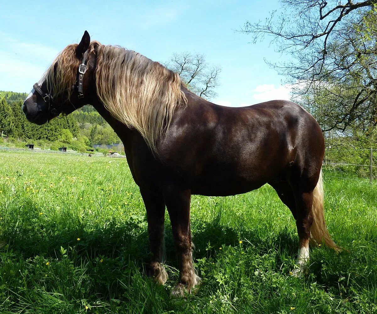 Две лошади играются. Мелодия с лошадью. Icelandic horse. Две играющие лошади. Праздник ахалтекинской лошади 17.