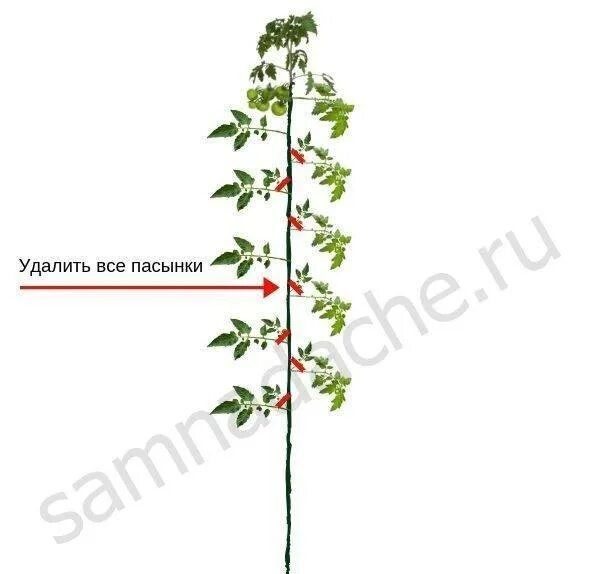 Пасынкование помидор. Схема пасынкования помидоров. Пасынкование помидор в теплице схема. Схема правильного пасынкования томатов.