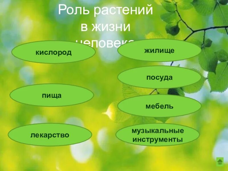 Выберите значение растений в природе. Кластер роль растений в жизни человека. Растения - роль растений в природе\. Роль растений в жизни человека. Кластер Живая природа.