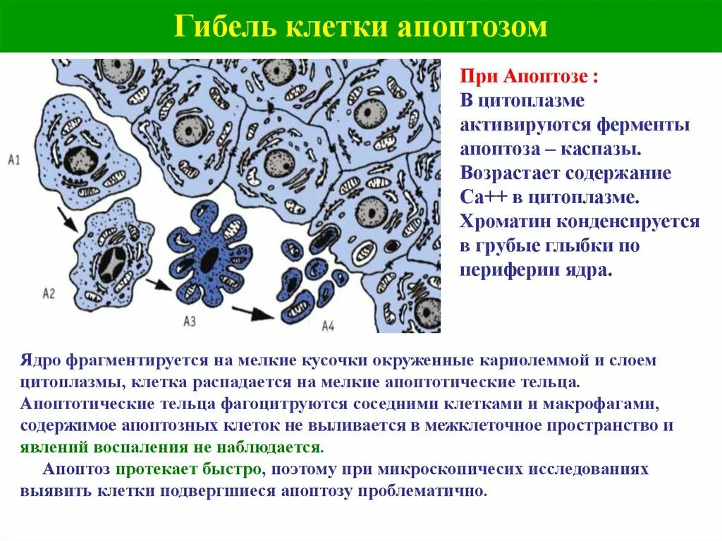 Схема гибели клеточного ядра при апоптозе. Апоптические клетки цитология. Смерть клетки апоптоз. Гибель клеточного ядра при некрозе и апоптозе.