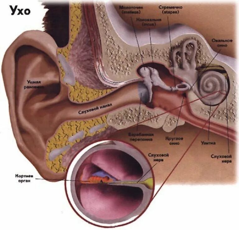 Почему одно ухо плохо. Человеческое ухо внутри. Внутри.