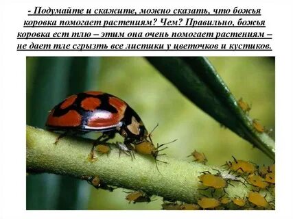 Божья коровка залетела в дом