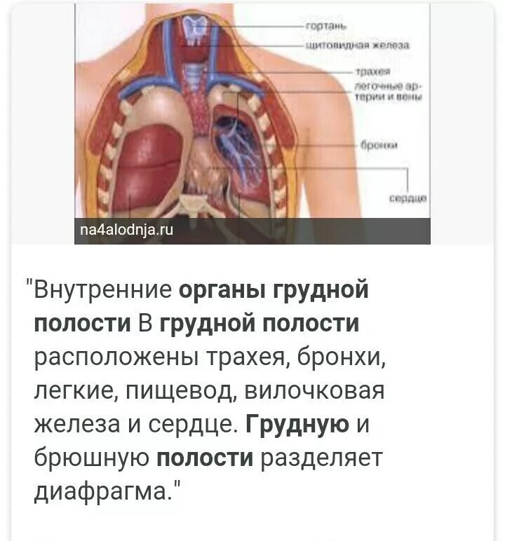 Органы грудной полостая. Органы расположенные в грудной полост. Расположение органов грудной полости. Грудной пооость человека.