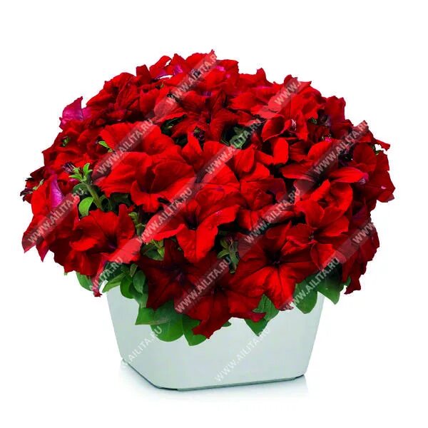 петуния джоконда f1 розовая аэл. петуния джоконда многоцветковая. петуния сюрпрайз кардинал вегетативная. петуния мультифлора джоконда. петуния джоконда f1 звездная бургунди.