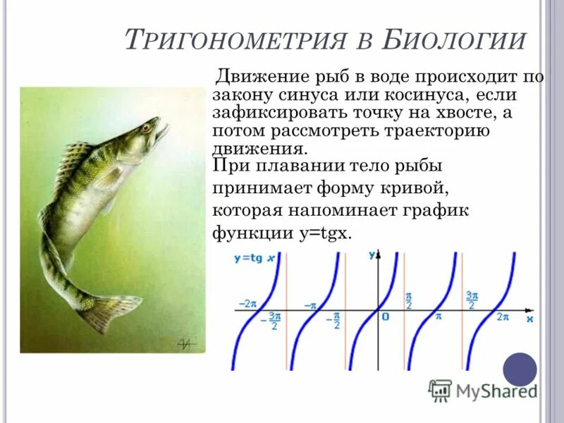 Передвижение рыб 7 класс биология лабораторная работа