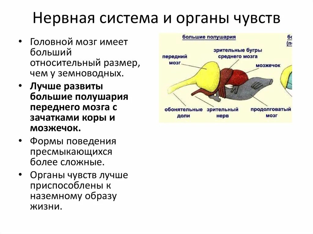 Класс птицы нервная. Нервная система и органы чувств пресмыкающиеся. Нервная система и органы чувств рептилий. Нервная система система пресмыкающихся. Класс птицы нервная система и органы чувств.