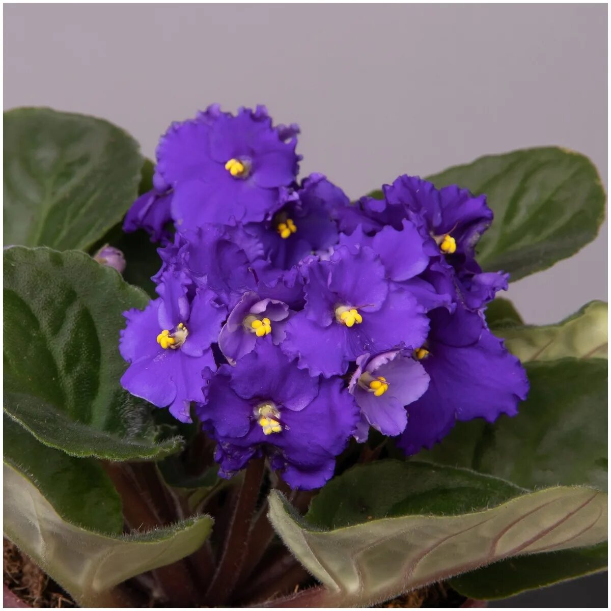 Фиалка комнатная узамбарская. Фиалка особенности. Морфологический критерий фиалка узамбарская. Фиалка особенности. Фиалки узамбарские вредители.