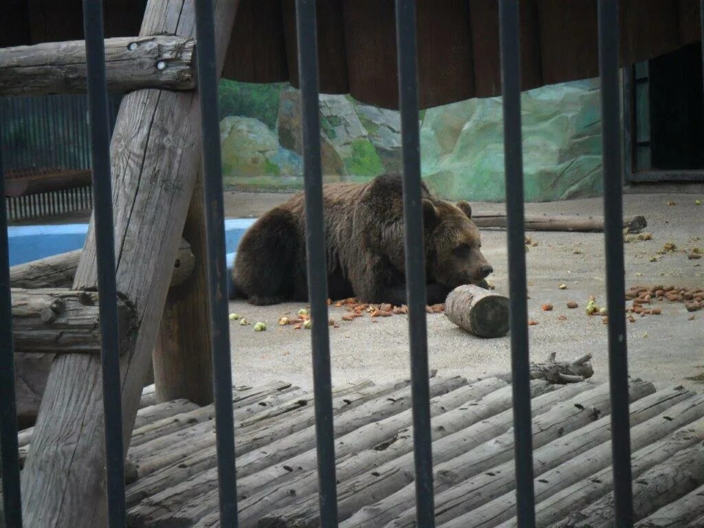 актеры сериала зверинец. зверинец фильм 2015. зверинец сериал волки. зверинец сериал митч и. зоо-апокалипсис сериал 2015–2017.