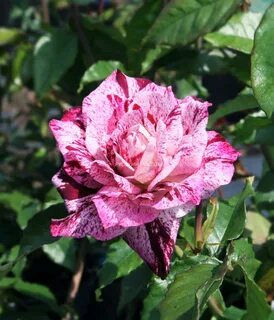 Tiger rose