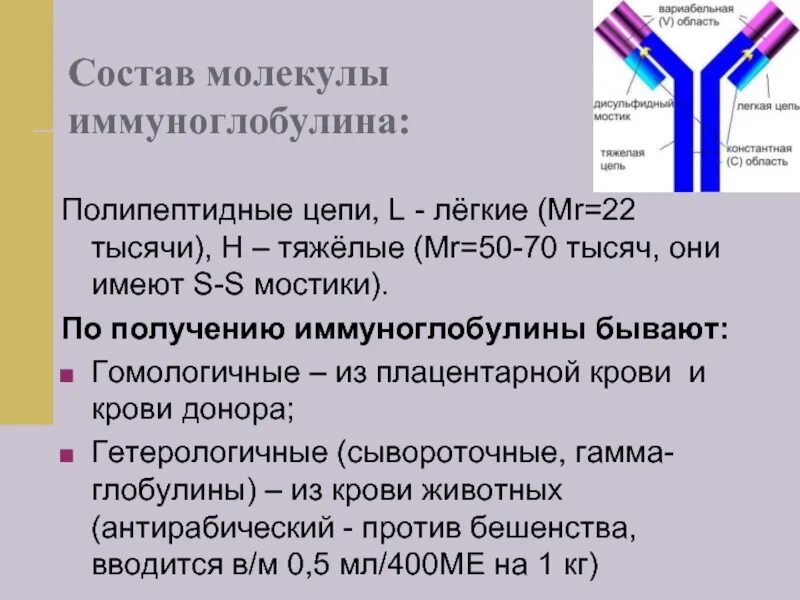 Получение иммуноглобулинов. Молекула иммуноглобулина. Молекула иммуноглобулина состоит. Легкие цепи иммуноглобулинов. Строение иммуноглобулина.