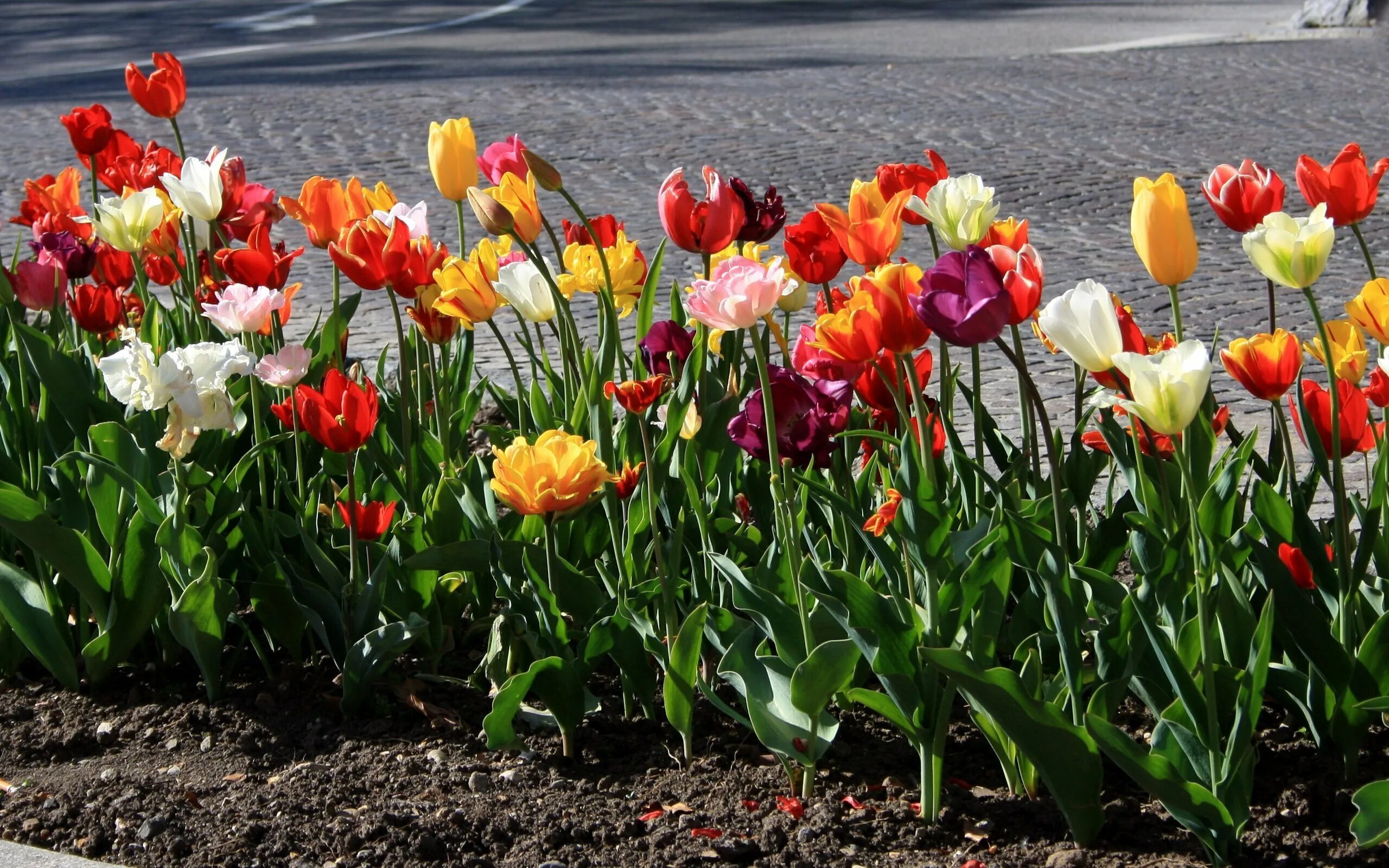 Тюльпан оксфорд уандер. Расцветай как тюльпаны. Тюльпан биг чиф. Тюльпан cash. Тюльпан овериг.
