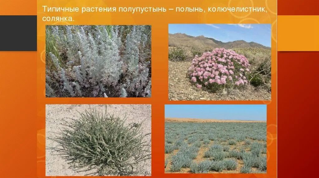 Растительный мир пустыни и полупустыни. Типичные растения полупустыни. Растительный и животный мир пустынь и полупустынь в россии. Растительный мир пустынь и полупустынь африки. Растения в пустыне и полупустыне россии.