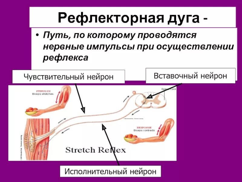 Нервные импульсы при осуществлении рефлекса. Вставочный Нейрон в рефлекторной дуге. Нервный Импульс в рефлекторной дуге. Путь нейрона по рефлекторной дуге. Путь нервного импульса по рефлекторной дуге.