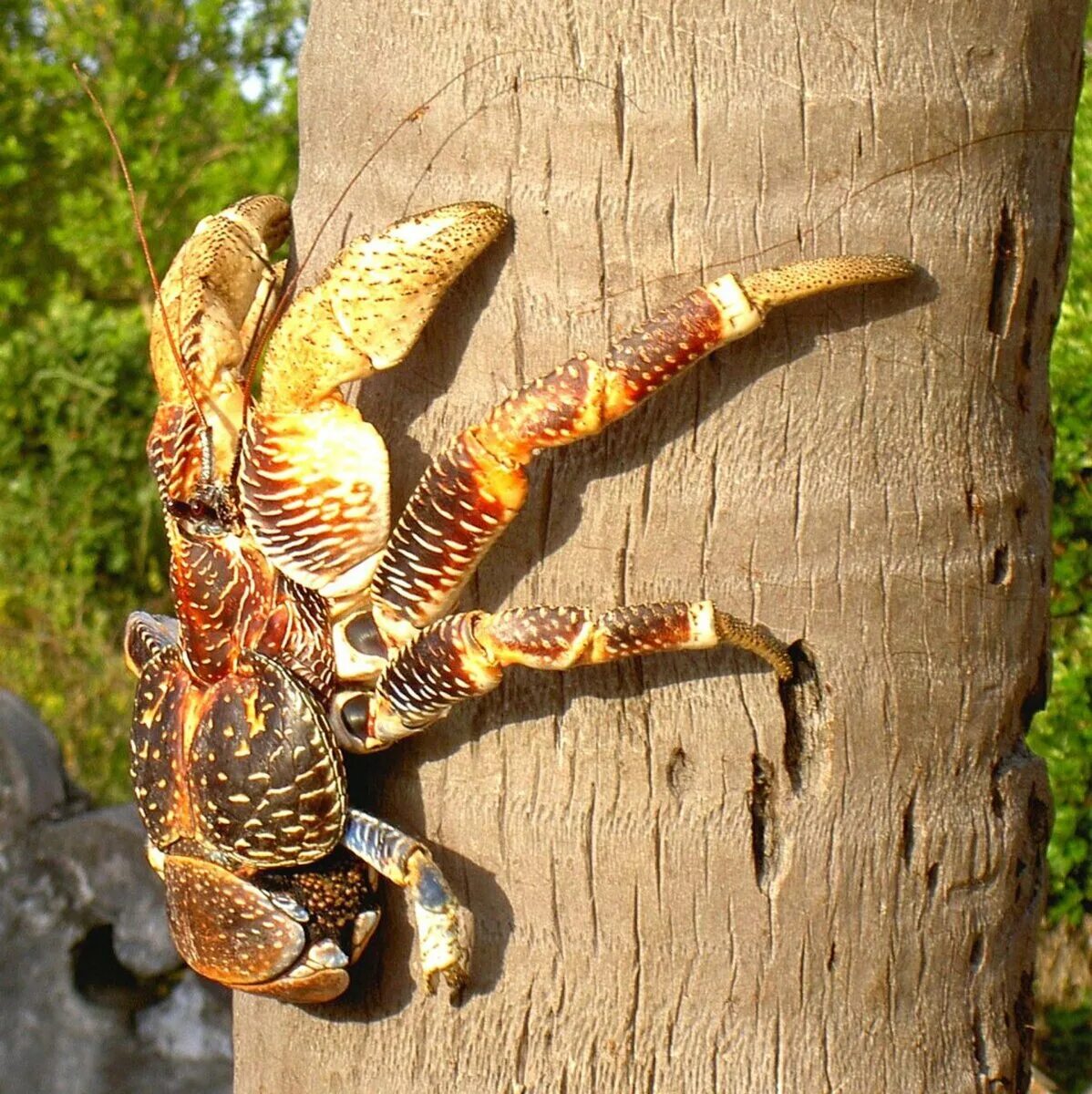 Coconut Crab: Your Worst Nightmare. The largest crab found on land. Robber crab.