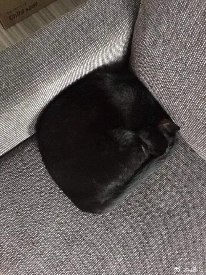 Кот квадратный какая. Квадратный кот. Черный квадрат Котевича. Черный квадратный кот. Спящий черный котенок.
