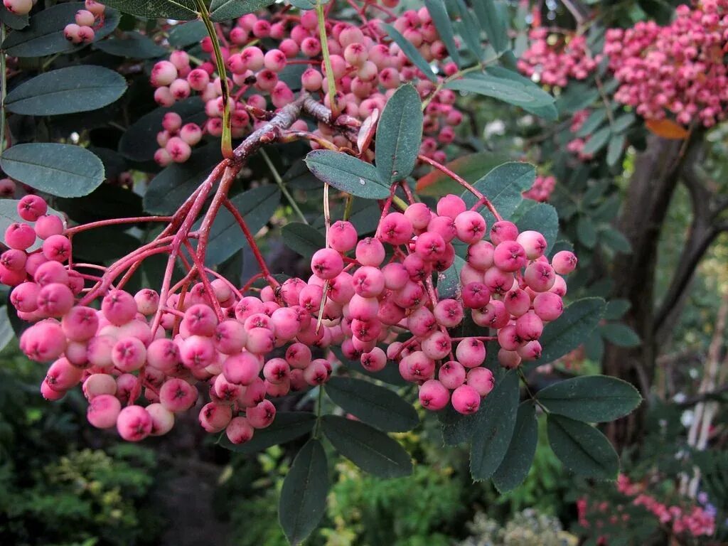 Плоды розового дерева. Sorbus arnoldiana 'Coral Pink' - рябина Арнольда. Рябина сладкоплодная Пинк. Рябина обыкновенная `Pink Veil`. Sorbus arnoldiana Kirsten Pink.