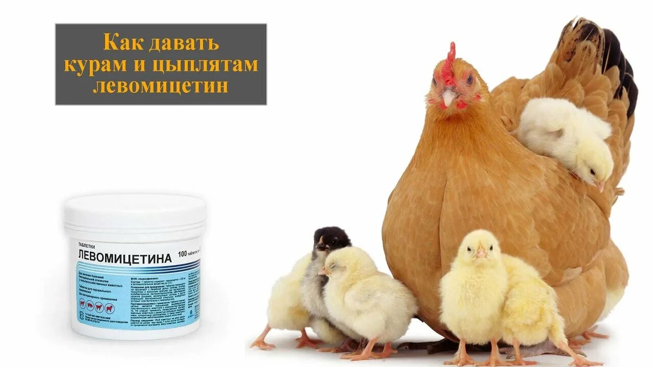 Какие лекарства дать цыплятам. Левомицетин для кур несушек. Витамины антибиотики для цыплят бройлеров. Ветеринарная аптечка для цыплят бройлеров. Антибиотики для кур бройлеров.