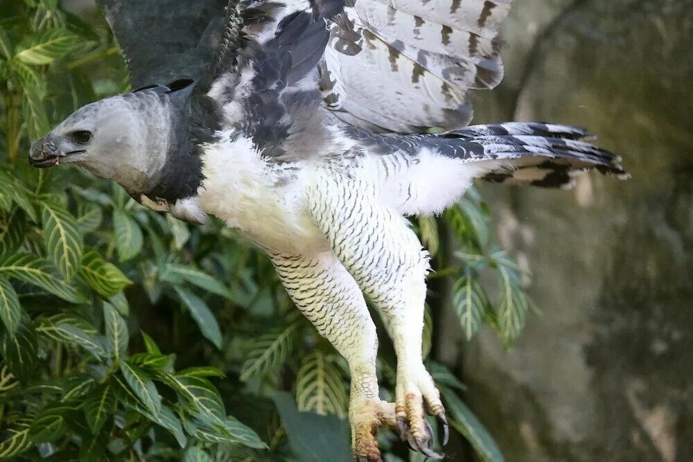 Ттх гарпии. Ттх гарпии. Monster girl гарпия королева. Птенец гарпии монстр. Ттх гарпии.