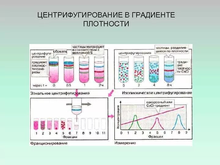Биологический метод центрифугирование. Центрифугирование метод исследования. схема центрифугирование в градиенте плотности cscl. последовательность центрифугирования. центрифугирование в градиенте плотности cscl.
