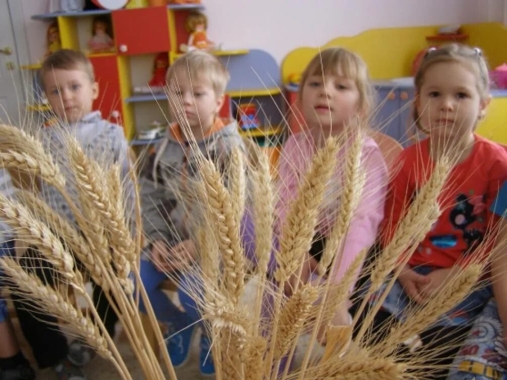 Зерновые культуры. Растения поля: зерновые культуры( рожь, пшеница, ячмень, кукуруза). Пророщенная микрозелень. Поля поспевшей пшеницы. Овес яровой боррус.