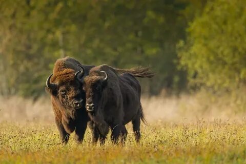 Зубры хамелеон