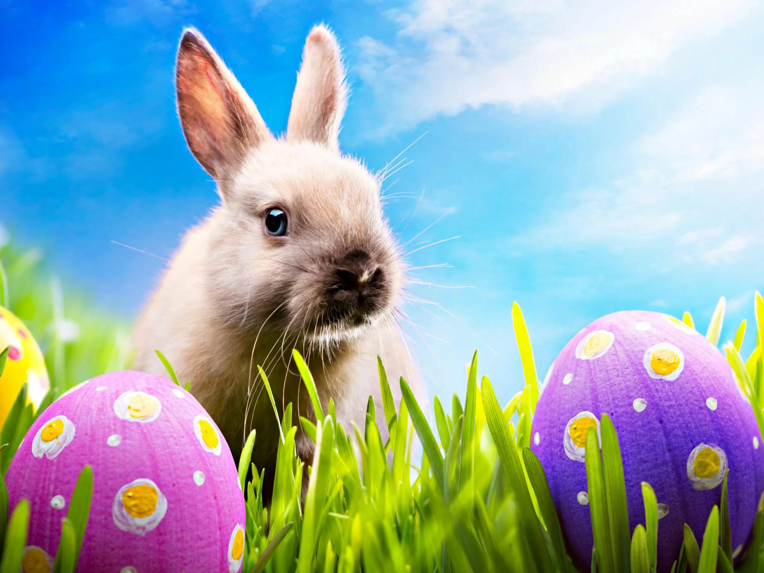 Rabbit egg