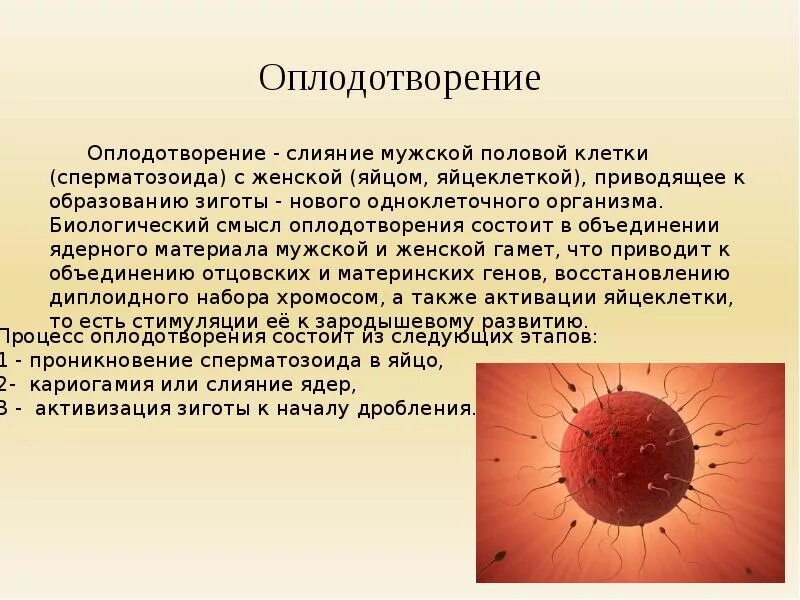 Оплодотворение яйцеклетки биология. Стадии оплодотворения яйцеклетки характеристика. Оплодотворение это в биологии кратко. Описать процесс оплодотворения. Женские гаметы образуются в результате