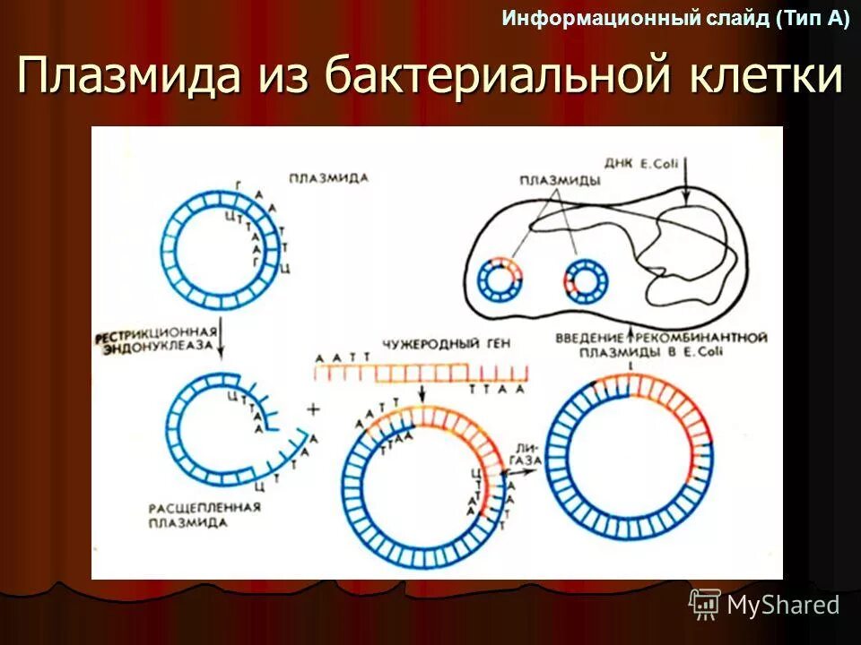 Плазмида кольцевая днк