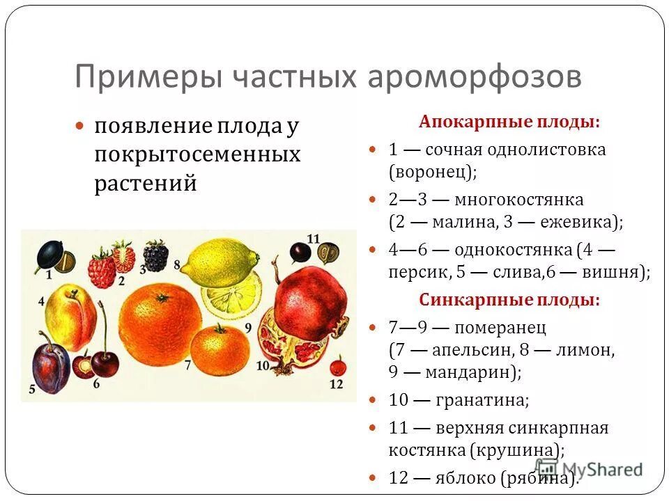 Установите последовательность появление плодов. Плоды растений примеры. Апокарпные плоды.