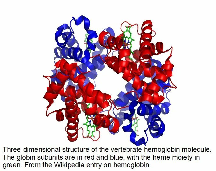 Гемоглобин коллаген. Hemoglobin structure. кристаллы гемоглобина. гемоглобин агат. гемоглобин барта.