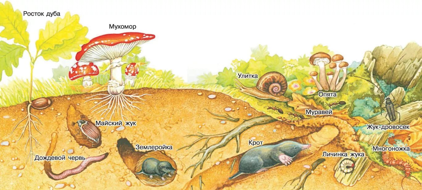 Живые организмы в почве. Обитатели почвы. Почва и подземные обитатели. Почвенная среда обитания.