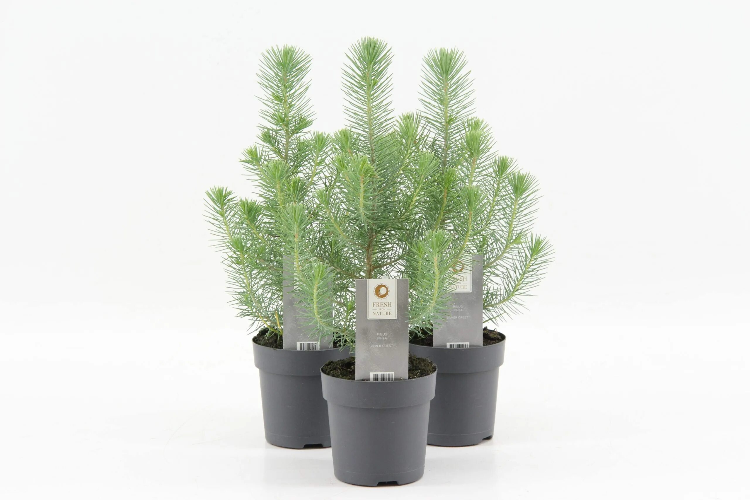 Хвойная 35. Pinus pinea Silver Crest. Сосна Живая «Silvercrest». Мини сосна. Сосна Silvercrest фото.